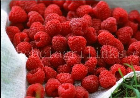 Dried Raspberry