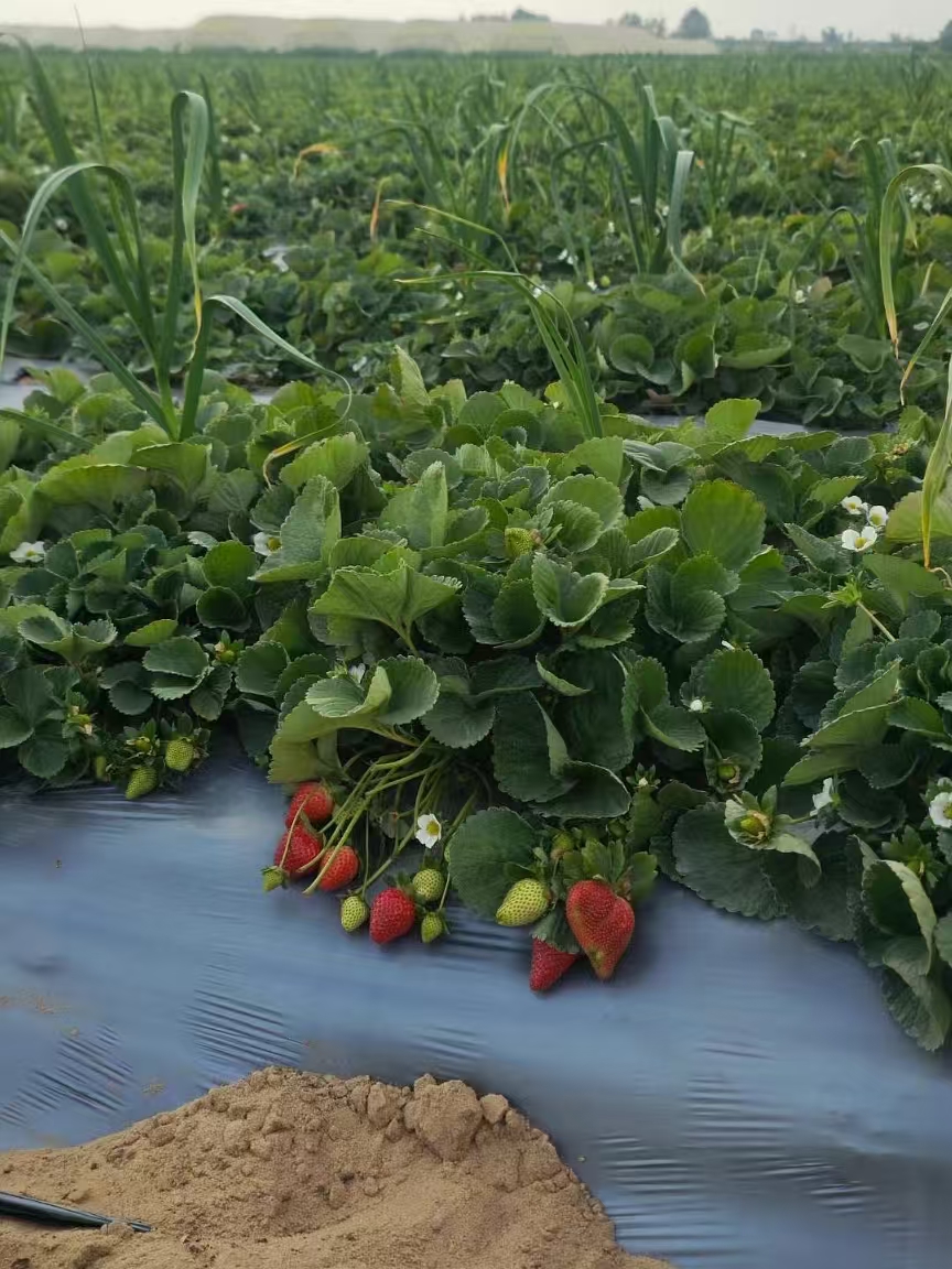 new season strawberries AM13 start harvesting