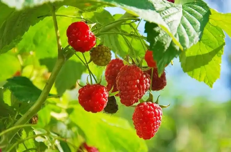 Urgent Notice: Chinese Raspberries are in Short Supply! Production decreased by 40%, Limited Availability!